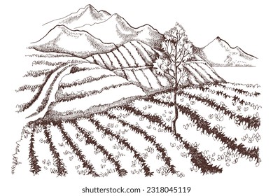 Tea plantation landscape in graphic style