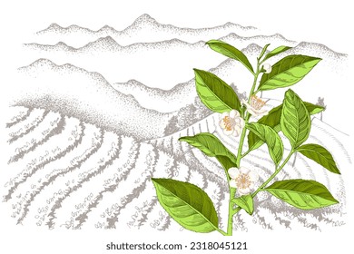 Tea plantation landscape in graphic style