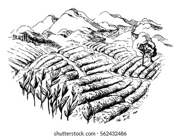 tea plantation landscape in graphic style