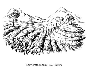 tea plantation landscape in graphic style