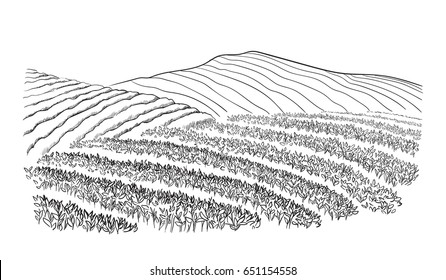 Tea Plantation Landscape In Graphic Style, Hand-drawn Vector Illustration.