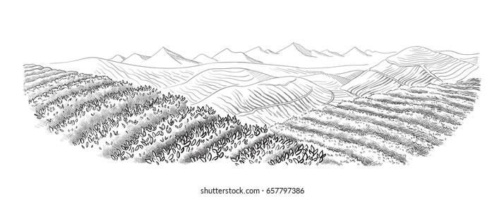 tea plantation landscape in graphic style, hand-drawn vector illustration.