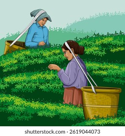 Tea plantation working women(Kerala munnar hills), Kerala woman collects tea leaves. in the form of vector illustration.Colorful tea plantation background.