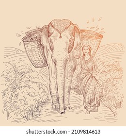 Tea plantations. Elephant carrying a crop of tea, next to him a girl is carrying tea, a teapot.