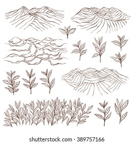 Tea Plantations And Plants, Bush, Leaves. Garden On The Hill.  Hand Drawn Vector Illustration.