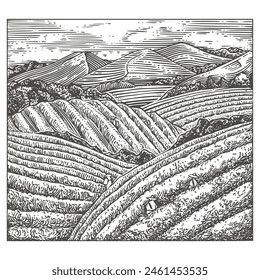 Tea plantations . Sketch. Engraving style. Vector illustration.
