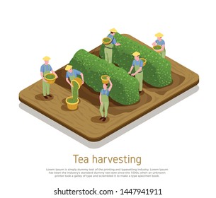 Tea production basis growers harvesting plants by hand picking top leaves with buds isometric composition vector illustration 