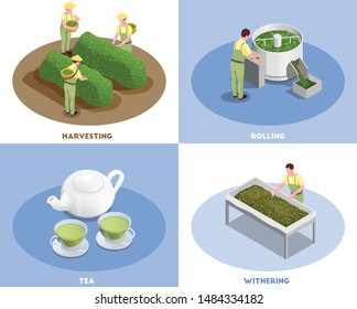 Tea production concept 4 isometric compositions with harvesting rolling withering and fresh brewed green beverage vector illustration 