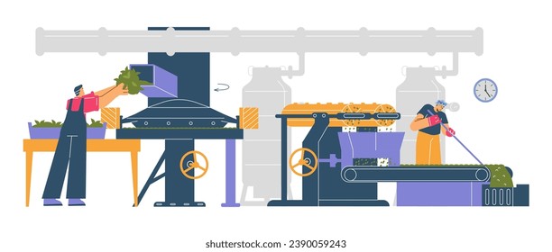 Tea production facility. Grading and fermentation harvested leaves process on factory. Cartoon workers puts in the machine conveyor flavor herbs. Vector tea industry illustration isolated on white