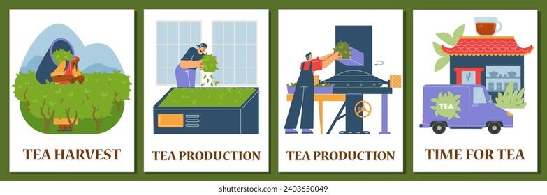 Tea production facility, grading, fermentation and delivery harvested leaves process. Vector tea industry posters set. Cartoon worker collects tea leaves in a basket, worker drying flavor leaves