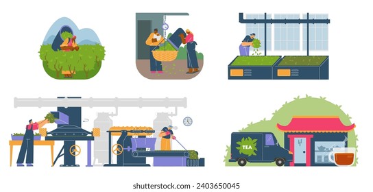 Tea production facility, harvesting, grading, fermentation leaves and delivery process. Vector tea industry illustrations set. Cartoon worker collects tea leaves in basket, worker drying flavor leaves