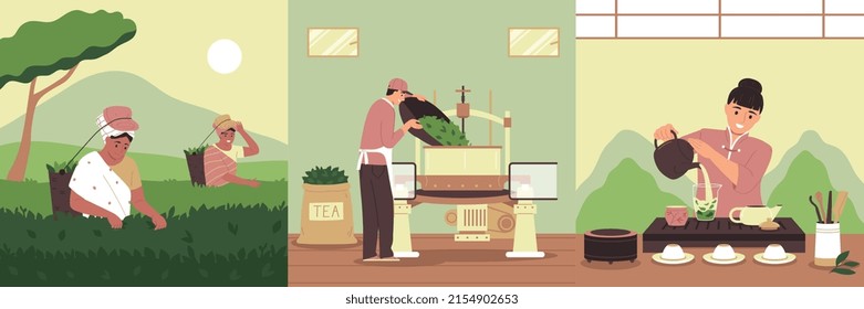 Tea production flat compositions set with traditional ceremony harvesting and processing scenes vector illustration