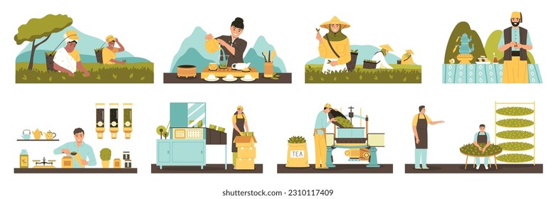 Iconos planos de producción de té fijados con el proceso de recolección rodante y envasado ilustraciones vectoriales aisladas