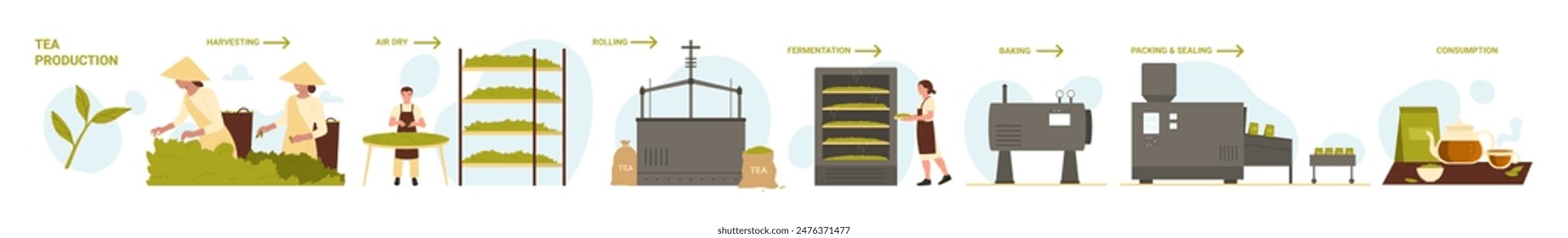 Producción de té en la industria alimentaria, etapas de fabricación establecidas. Cosecha en la plantación verde, línea de procesamiento de secado, laminación y fermentación para hornear y envasar Ilustración vectorial de dibujos animados