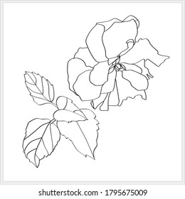 TEA ROSE GRAPHICS.PATTERN.VECTOR. IMAGE ON WHITE BACKGROUND.