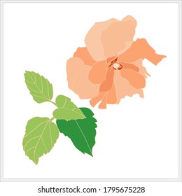 TEA ROSE GRAPHICS.PATTERN.VECTOR. IMAGE ON WHITE BACKGROUND.