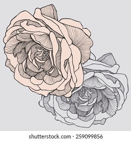 Tea rose, hand-drawing. Vector illustration.