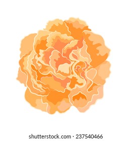  Tea rose vector illustration