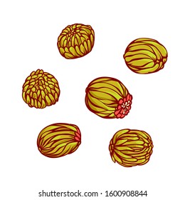 Tea shape of ball blooming flower traditional Chinese. Sketch line set vector illustration.