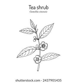 Tea shrub (Camellia sinensis) edible and medicinal plant. Hand drawn botanical vector illustration