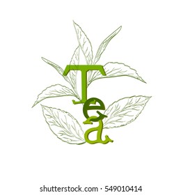 tea sprouts, sprout tea tree, tea leaves,  label tea, hand-drawn logo
