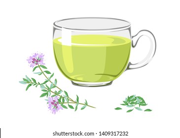 Tea with thyme and branch of medicinal plants with flowers. Tonic herbal drink in glass cup isolated on white background. Vector illustration of  healing infusion in cartoon flat style.