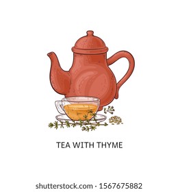 Tea with thyme - healthy herbal drink in glass teacup and red teapot. Hot herb beverage made from fresh green leaf twigs and seeds, isolated hand drawn vector illustration