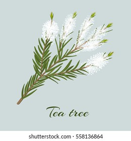 Teebaum blühender Zweig. Zweig von Melaleuca alternifolia. Vektorgrafik für Etiketten, Poster, Spa, Design, Kosmetik, Naturpflegeprodukte. Kann als Logo, Preisschild, Etikett verwendet werden.