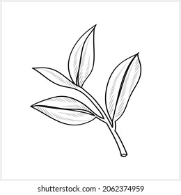 Tea tree branch.Tea tree branch. Engraving illustration. Image on a white and colored 