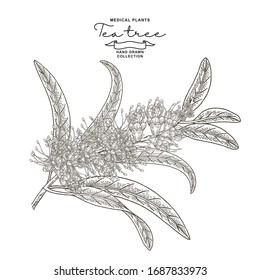  Rama de árbol de té con flores aisladas en fondo blanco. Planta de melaleuca dibujada a mano. Ilustración botánica vectorial. Estilo de grabado.