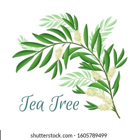 Tea tree branch with flowers and leaves. Malaleuca or tea tree design composition. Vector illustration for use in web design, print or other visual area.