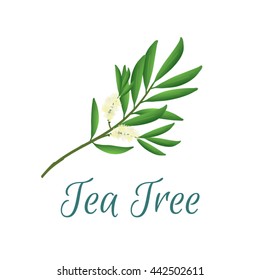 Tea tree branch with flowers and leaves. Malaleuca or tea tree design composition. Vector illustration for use in web design, print or other visual area.