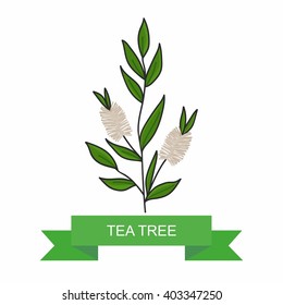 Tea tree branch with flowers. vector illustration