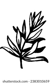 Tea tree branch isolated on white background. Medicinal and cosmetic ingredient. Melaleuca isolated on white background.