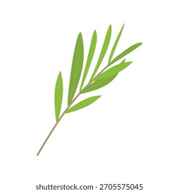 Tea tree branch with leaves flat illustration. Essential oil concept. Simple vector design. Modern geometric style suitable for aromatherapy products.