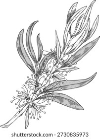Teebaumzweig mit Blättern und Blumenskizze. Botanische handgezeichnete Vektorgrafik. Ätherisches Kraut, medizinische Aromapflanze. Bio-Kosmetik, Teegetränk-Zutat. Melaleuca alternifolia