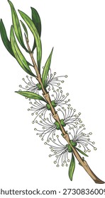 Teebaumzweig mit Blättern und Blumenskizze. Botanische handgezeichnete Vektorfarbengrafik. Ätherisches Kraut, medizinische Aromapflanze. Bio-Kosmetik, Teegetränk-Zutat. Melaleuca alternifolia