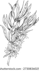 Tea tree branch with leaves and flower sketch. Botanical engraved hand drawn vector illustration. Essential herb, medicinal aroma plant. Organic cosmetics, tea drink ingredient. Melaleuca alternifolia