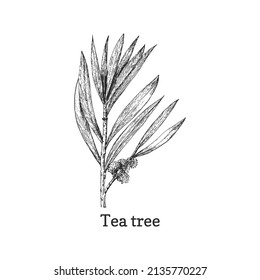 Tea tree branch, sketch in vector, design element. Botanical drawing in engraving style. Melaleuca, cosmetic plant, hand drawn illustration.