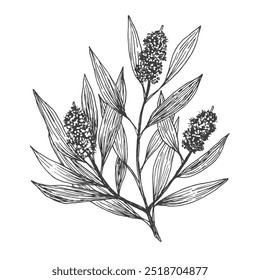 Ramo da árvore do chá, esboço em vetor, elemento de design. Desenho botânico em estilo de gravação.