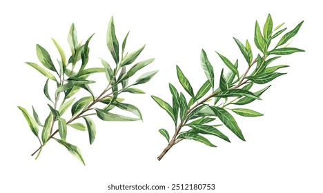 Tea Tree Branch Watercolor Illustration. Hand-Drawn Melaleuca alternifolia with Green Leaves. Essential Herb Botanical and Medicinal Aroma Plant Element