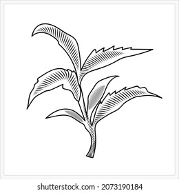Tea tree branch.Image in the style of engraving.Pattern.