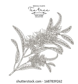 Flores de árbol de té aisladas en fondo blanco. Planta de melaleuca dibujada a mano. Ilustración botánica vectorial. Estilo grabado.