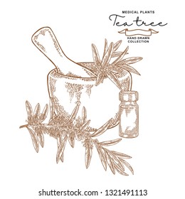 Tea tree flowers and leaves. Melaleuca essential oil. Medical planrs set. Vector illustration hand drawn.