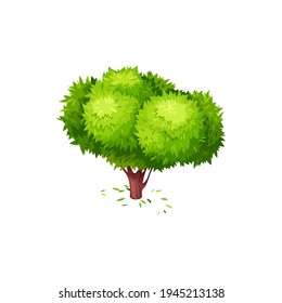 Tea tree with green fallen leaves isolated icon. Vector green tea plant, tree with bushy crone springtime or summer object. Natural essential oil tree, botanical citrus plant with tealeaves