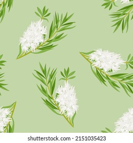 Tea tree green leaves and white flowers background. Vector seamless pattern with Melaleuca alternifolia or honey-myrtles. Cartoon flat style.