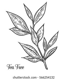 Tea Tree Hand Drawn Botanical Vector Illustration Of Malaleuca. Cosmetics And Medical Plant. Flowers, Leaves, Branches Drawing Isolated On The White Background.