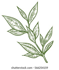 Tea tree Hand drawn botanical vector illustration of Malaleuca. Cosmetics and medical plant. Flowers, leaves, branches drawing isolated on the white background.