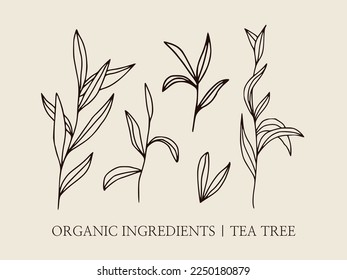 Tea tree hand-drawn botanical illustrations. Linear set of elegant vector illustration for tea logo, cosmetics. Sketch style