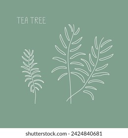 Tea tree herb hand drawn vector line illustration. Healthy natural plant, cooking, aromatherapy, garden, medicinal. Outline sketch floral doodle